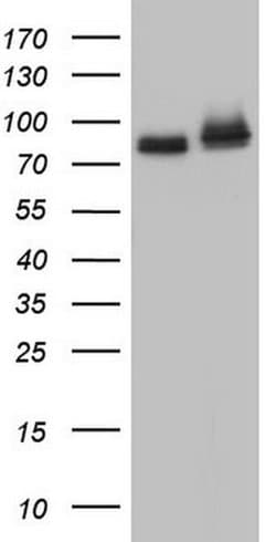FAF1 Monoclonal Antibody (OTI11G10), TrueMAB , OriGene 100 &mu;L; Unconjugated:Antibodies,