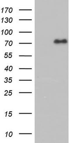 FAF1 Mouse anti-Human, Clone: OTI10D1, liquid, TrueMAB 100 &mu;L; Unconjugated:Antibodies,