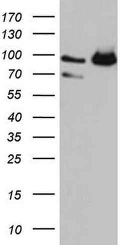FAF1 Monoclonal Antibody (OTI2F9), TrueMAB , OriGene 100 &mu;L; Unconjugated:Antibodies,