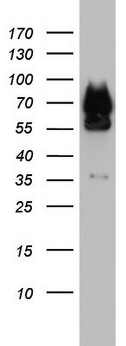 FAF1 Monoclonal Antibody (OTI2F9), TrueMAB , OriGene 100 &mu;L; Unconjugated:Antibodies,