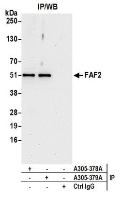 FAF2/ETEA Rabbit anti-Human, Polyclonal, Bethyl Laboratories 10 &mu;L;