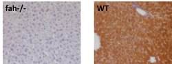 Invitrogen FAH Polyclonal Antibody 100 &mu;L; Unconjugated:Antibodies,