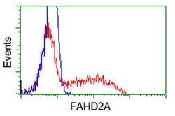 FAHD2A Monoclonal Antibody (OTI9D4), TrueMAB , OriGene 30 &mu;L; Unconjugated:Antibodies,