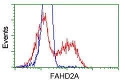 FAHD2A Monoclonal Antibody (OTI7C9), TrueMAB , OriGene 100 &mu;L; Unconjugated:Antibodies,