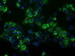 FAHD2A Mouse anti-Human, Clone: OTI5D5, lyophilized, TrueMAB 100 &mu;g;