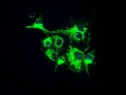 FAHD2A Monoclonal Antibody (OTI5A7), TrueMAB , OriGene 100 &mu;L; Unconjugated:Antibodies,