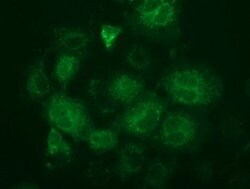 FAHD2A Mouse anti-Human, Clone: OTI7B7, lyophilized, TrueMAB 100 &mu;g;