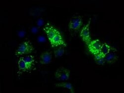 FAHD2A Monoclonal Antibody (OTI9B5), TrueMAB , OriGene 100 &mu;L; Unconjugated:Antibodies,