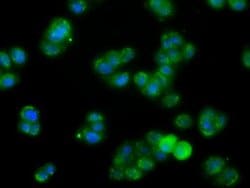 FAHD2A Monoclonal Antibody (OTI9B5), TrueMAB , OriGene 100 &mu;L; Unconjugated:Antibodies,