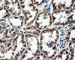 FAHD2A Mouse anti-Human, Clone: OTI5D4, lyophilized, TrueMAB 100 &mu;g;