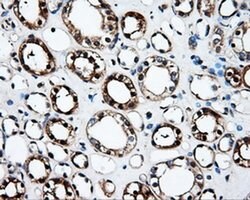 FAHD2A Monoclonal Antibody (OTI9D4), TrueMAB , OriGene 30 &mu;L; Unconjugated:Antibodies,