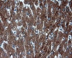FAHD2A Monoclonal Antibody (OTI5G1), TrueMAB , OriGene:Antibodies:Primary