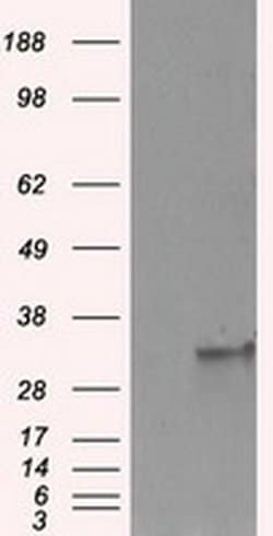 FAHD2A Monoclonal Antibody (OTI6D9), TrueMAB , OriGene 30 &mu;L; Unconjugated:Antibodies,