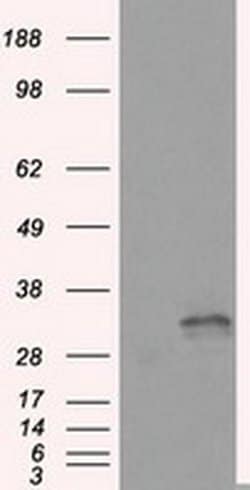 FAHD2A Monoclonal Antibody (OTI9D4), TrueMAB , OriGene 30 &mu;L; Unconjugated:Antibodies,