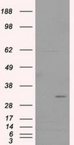 FAHD2A Monoclonal Antibody (OTI7C9), TrueMAB , OriGene 100 &mu;L; Unconjugated:Antibodies,
