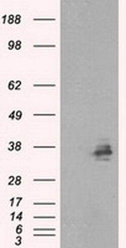 FAHD2A Monoclonal Antibody (OTI5G1), TrueMAB , OriGene 30 &mu;L; Unconjugated:Antibodies,