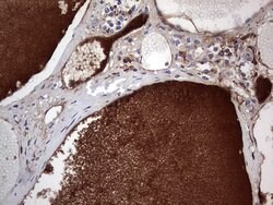 FAIM3 Mouse anti-Human, Clone: OTI1E6, liquid, TrueMAB 100 &mu;L; Unconjugated:Antibodies,