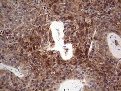 FAIM3 Mouse anti-Human, Clone: OTI1E6, liquid, TrueMAB 100 &mu;L; Unconjugated:Antibodies,
