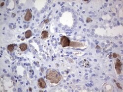 FAIM3 Mouse anti-Human, Clone: OTI1E6, liquid, TrueMAB 100 &mu;L; Unconjugated:Antibodies,