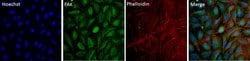 Invitrogen™ FAK Monoclonal Antibody (ZF002), Alexa Fluor™ 488