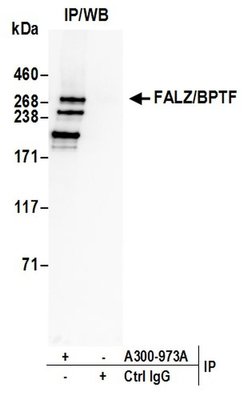 FALZ/BPTF Rabbit anti-Human, Polyclonal, Bethyl Laboratories 100 &mu;L;