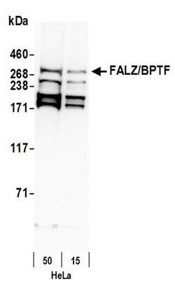 FALZ/BPTF Rabbit anti-Human, Polyclonal, Bethyl Laboratories 100 &mu;L;