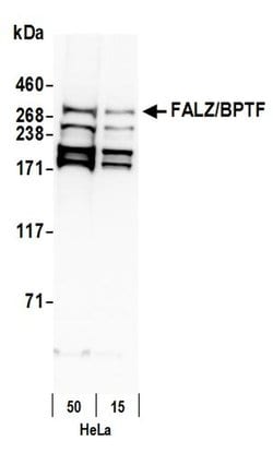 FALZ/BPTF Polyclonal Antibody, Bethyl Laboratories:Antibodies:Primary Antibodies