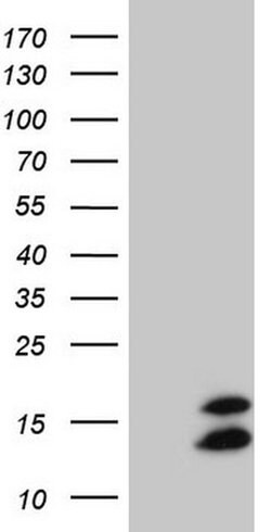 FAM104B Monoclonal Antibody (OTI1D10), TrueMAB , OriGene:Antibodies:Primary