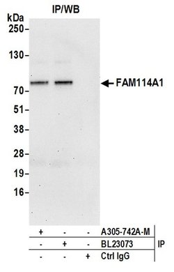 FAM114A1 Polyclonal Antibody, Bethyl Laboratories 20 &mu;L; Unconjugated:Antibodies,