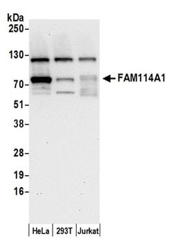 FAM114A1 Polyclonal Antibody, Bethyl Laboratories 20 &mu;L; Unconjugated:Antibodies,