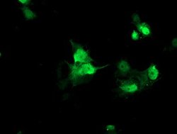 FAM119A Mouse anti-Human, Clone: OTI2D3, lyophilized, TrueMAB 100 &mu;g;
