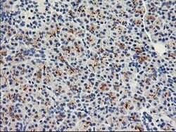 FAM119A Monoclonal Antibody (OTI2G7), TrueMAB , OriGene 100 &mu;L | Buy Online | OriGene | Fisher Scientific