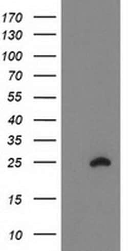 FAM119A Monoclonal Antibody (OTI2D6), TrueMAB , OriGene:Antibodies:Primary