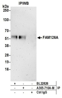 FAM126A Polyclonal Antibody, Bethyl Laboratories 20 &mu;L | Buy Online | Bethyl Laboratories, Inc | Fisher Scientific