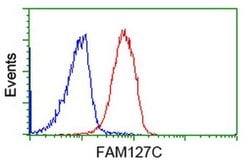 FAM127C Monoclonal Antibody (OTI1A6), TrueMAB , OriGene:Antibodies:Primary