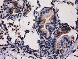 FAM127C Monoclonal Antibody (OTI1A6), TrueMAB , OriGene 100 &mu;L; Unconjugated:Antibodies,
