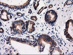 FAM127C Monoclonal Antibody (OTI1A6), TrueMAB , OriGene 100 &mu;L; Unconjugated:Antibodies,