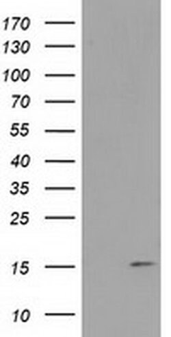 FAM127C Monoclonal Antibody (OTI1A6), TrueMAB , OriGene:Antibodies:Primary