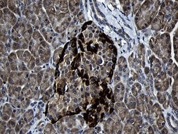 FAM131C Monoclonal Antibody (OTI6E2), TrueMAB , OriGene 100 &mu;L; Unconjugated:Antibodies,