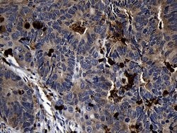 FAM131C Monoclonal Antibody (OTI6E2), TrueMAB , OriGene 100 &mu;L; Unconjugated:Antibodies,
