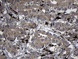 FAM131C Monoclonal Antibody (OTI6E2), TrueMAB , OriGene 100 &mu;L; Unconjugated:Antibodies,