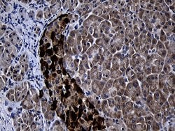 FAM131C Mouse anti-Human, Clone: OTI6F3, lyophilized, TrueMAB 100 &mu;g;