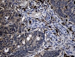 FAM131C Mouse anti-Human, Clone: OTI6F3, lyophilized, TrueMAB 100 &mu;g;