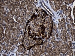 FAM131C Monoclonal Antibody (OTI1C2), TrueMAB , OriGene:Antibodies:Primary