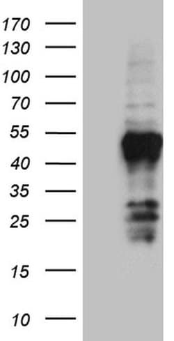FAM131C Monoclonal Antibody (OTI6E2), TrueMAB , OriGene 100 &mu;L; Unconjugated:Antibodies,