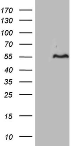 FAM131C Monoclonal Antibody (OTI3C9), TrueMAB , OriGene 100 &mu;L; Unconjugated:Antibodies,