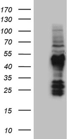 FAM131C Mouse anti-Human, Clone: OTI6F3, lyophilized, TrueMAB 100 &mu;g;