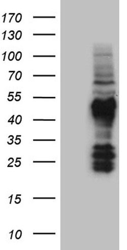 FAM131C Monoclonal Antibody (OTI6F3), TrueMAB , OriGene 100 &mu;L; Unconjugated:Antibodies,