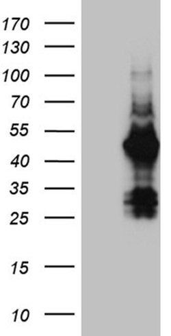FAM131C Monoclonal Antibody (OTI6G2), TrueMAB , OriGene:Antibodies:Primary