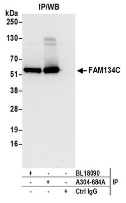 FAM134C Rabbit anti-Human, Polyclonal, Bethyl Laboratories 100 &mu;l; Unlabeled:Antibodies,
